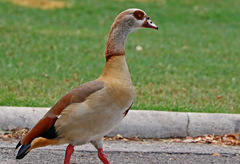 Alopochen aegyptiaca