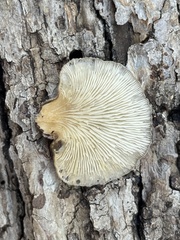 Lentinellus