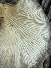 Lentinellus