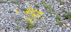 Senecio spartioides