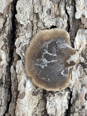Lentinellus