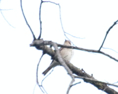 Muscicapa striata
