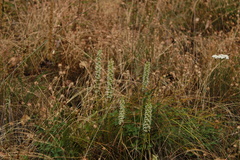 Platanthera elegans