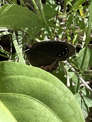 Gyrocheilus patrobas