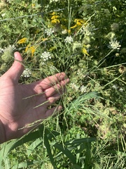 Panicum dichotomiflorum