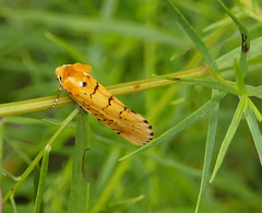 Chrysoecia atrolinea