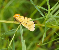 Chrysoecia atrolinea