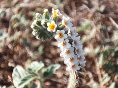 Heliotropium supinum