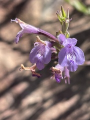 Hedeoma hyssopifolia