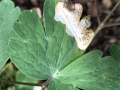 Phytomyza aquilegiae group