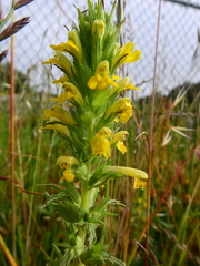 Bellardia viscosa
