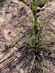 Hedeoma hyssopifolia