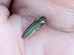 Agrilus