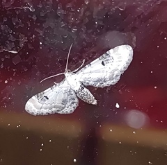 Eupithecia centaureata