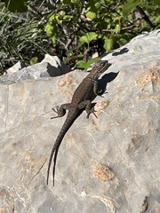 Sceloporus jarrovii
