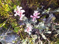 Indigofera brachystachya