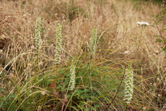 Platanthera elegans