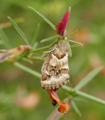 Schinia walsinghami photo 5