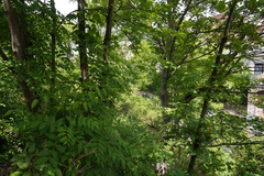 Fraxinus excelsior
