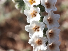 Heliotropium supinum