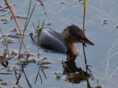 Tachybaptus ruficollis