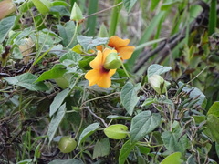 Thunbergia alata
