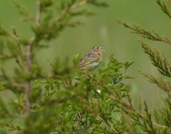 Ammodramus savannarum