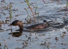 Tachybaptus ruficollis