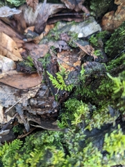 Thuidium delicatulum