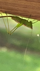 Conocephalus brevipennis