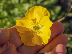 Papaver alpinum