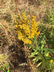 Solidago lepida