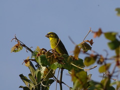 Crithagra sulphurata