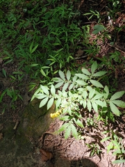 Agrimonia parviflora