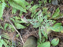 Lysimachia borealis