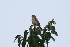 Spiza americana