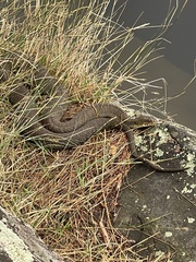 Nerodia sipedon sipedon