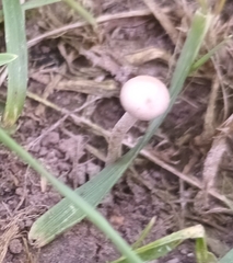 Panaeolus foenisecii