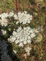 Achillea millefolium