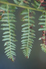 Athyrium filix-femina