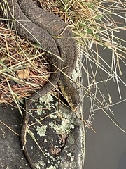 Nerodia sipedon sipedon