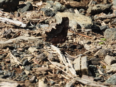 Polygonia faunus