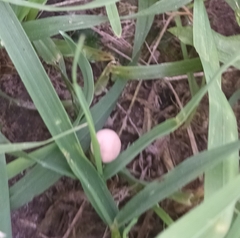 Panaeolus foenisecii