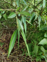 Salix lucida