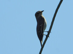 Ficedula hypoleuca
