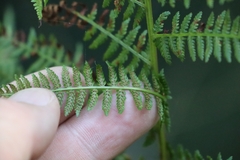 Athyrium filix-femina