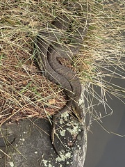 Nerodia sipedon sipedon