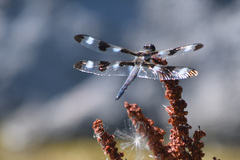 Libellula pulchella