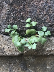Asplenium ruta-muraria