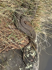 Nerodia sipedon sipedon